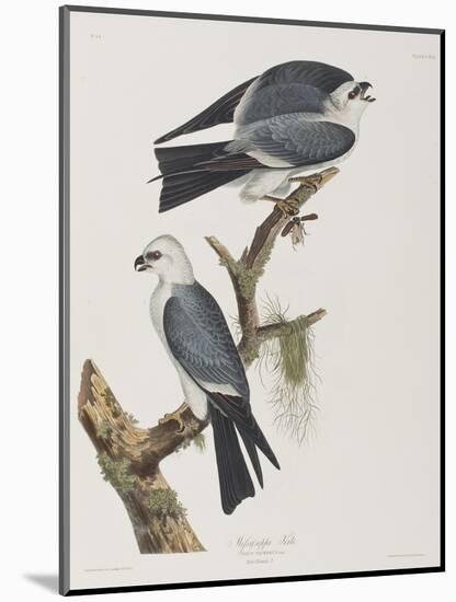 Illustration from 'Birds of America', 1827-38-John James Audubon-Mounted Giclee Print