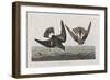 Illustration from 'Birds of America', 1827-38-John James Audubon-Framed Giclee Print