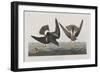 Illustration from 'Birds of America', 1827-38-John James Audubon-Framed Giclee Print