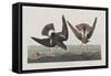 Illustration from 'Birds of America', 1827-38-John James Audubon-Framed Stretched Canvas