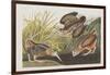 Illustration from 'Birds of America', 1827-38-John James Audubon-Framed Giclee Print