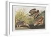 Illustration from 'Birds of America', 1827-38-John James Audubon-Framed Giclee Print