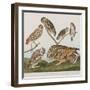 Illustration from 'Birds of America', 1827-38-John James Audubon-Framed Giclee Print