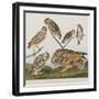 Illustration from 'Birds of America', 1827-38-John James Audubon-Framed Giclee Print