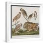 Illustration from 'Birds of America', 1827-38-John James Audubon-Framed Giclee Print