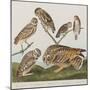 Illustration from 'Birds of America', 1827-38-John James Audubon-Mounted Giclee Print