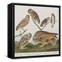 Illustration from 'Birds of America', 1827-38-John James Audubon-Framed Stretched Canvas