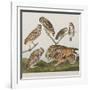 Illustration from 'Birds of America', 1827-38-John James Audubon-Framed Giclee Print