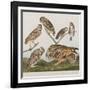 Illustration from 'Birds of America', 1827-38-John James Audubon-Framed Giclee Print