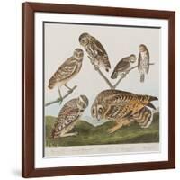 Illustration from 'Birds of America', 1827-38-John James Audubon-Framed Giclee Print