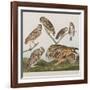 Illustration from 'Birds of America', 1827-38-John James Audubon-Framed Giclee Print