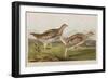 Illustration from 'Birds of America', 1827-38-John James Audubon-Framed Giclee Print