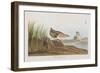 Illustration from 'Birds of America', 1827-38-John James Audubon-Framed Giclee Print