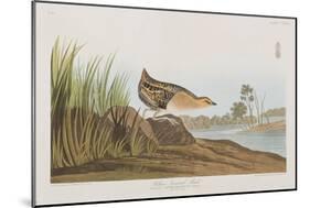 Illustration from 'Birds of America', 1827-38-John James Audubon-Mounted Giclee Print