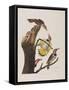 Illustration from 'Birds of America', 1827-38-John James Audubon-Framed Stretched Canvas