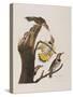 Illustration from 'Birds of America', 1827-38-John James Audubon-Stretched Canvas