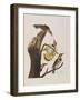 Illustration from 'Birds of America', 1827-38-John James Audubon-Framed Giclee Print