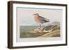 Illustration from 'Birds of America', 1827-38-John James Audubon-Framed Giclee Print