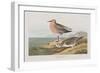 Illustration from 'Birds of America', 1827-38-John James Audubon-Framed Giclee Print