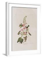 Illustration from 'Birds of America', 1827-38-John James Audubon-Framed Giclee Print