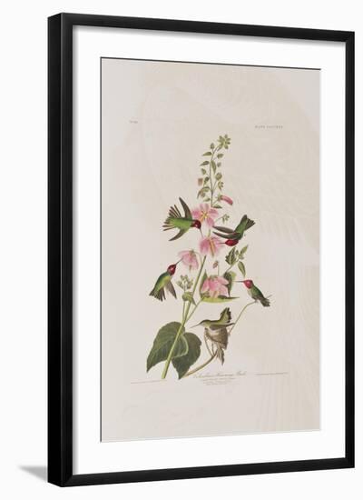 Illustration from 'Birds of America', 1827-38-John James Audubon-Framed Giclee Print