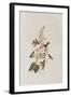 Illustration from 'Birds of America', 1827-38-John James Audubon-Framed Giclee Print