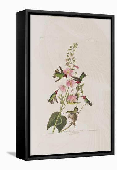 Illustration from 'Birds of America', 1827-38-John James Audubon-Framed Stretched Canvas