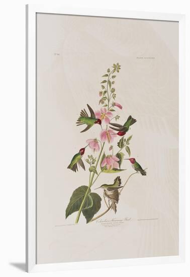 Illustration from 'Birds of America', 1827-38-John James Audubon-Framed Giclee Print