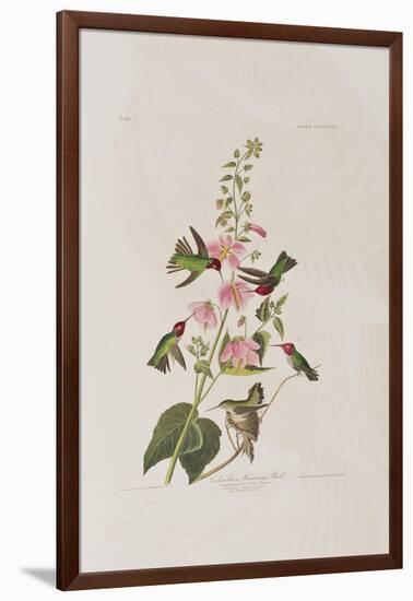 Illustration from 'Birds of America', 1827-38-John James Audubon-Framed Giclee Print