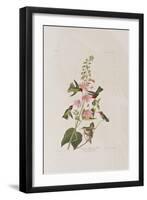 Illustration from 'Birds of America', 1827-38-John James Audubon-Framed Giclee Print