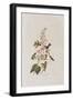 Illustration from 'Birds of America', 1827-38-John James Audubon-Framed Giclee Print