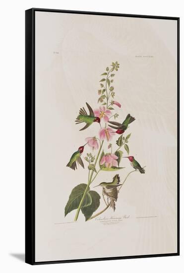 Illustration from 'Birds of America', 1827-38-John James Audubon-Framed Stretched Canvas