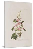 Illustration from 'Birds of America', 1827-38-John James Audubon-Stretched Canvas