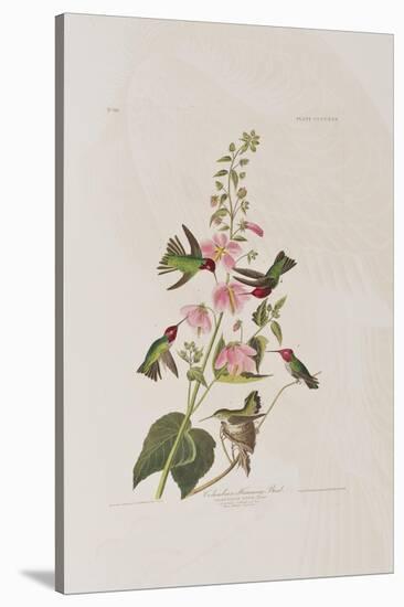 Illustration from 'Birds of America', 1827-38-John James Audubon-Stretched Canvas