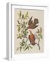 Illustration from 'Birds of America', 1827-38-John James Audubon-Framed Giclee Print