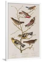 Illustration from 'Birds of America', 1827-38-John James Audubon-Framed Giclee Print