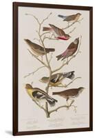 Illustration from 'Birds of America', 1827-38-John James Audubon-Framed Giclee Print