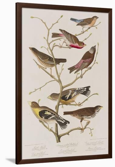 Illustration from 'Birds of America', 1827-38-John James Audubon-Framed Giclee Print