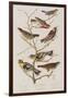 Illustration from 'Birds of America', 1827-38-John James Audubon-Framed Giclee Print