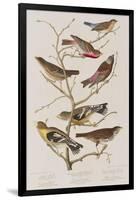 Illustration from 'Birds of America', 1827-38-John James Audubon-Framed Giclee Print