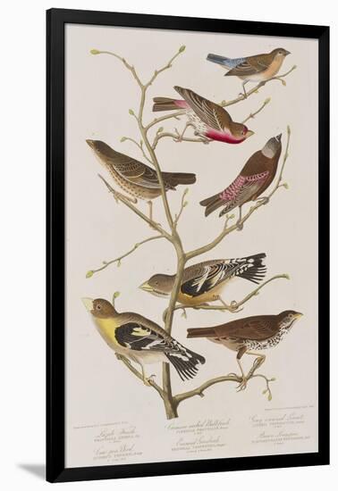 Illustration from 'Birds of America', 1827-38-John James Audubon-Framed Giclee Print