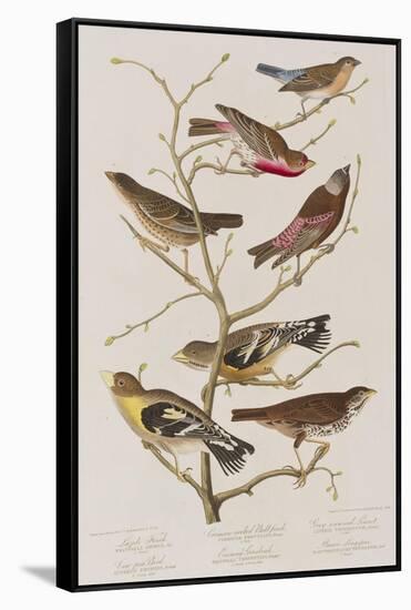 Illustration from 'Birds of America', 1827-38-John James Audubon-Framed Stretched Canvas