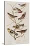 Illustration from 'Birds of America', 1827-38-John James Audubon-Stretched Canvas