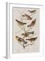 Illustration from 'Birds of America', 1827-38-John James Audubon-Framed Giclee Print