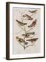 Illustration from 'Birds of America', 1827-38-John James Audubon-Framed Giclee Print