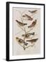 Illustration from 'Birds of America', 1827-38-John James Audubon-Framed Giclee Print