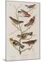 Illustration from 'Birds of America', 1827-38-John James Audubon-Mounted Giclee Print