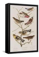 Illustration from 'Birds of America', 1827-38-John James Audubon-Framed Stretched Canvas