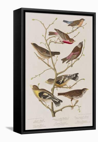 Illustration from 'Birds of America', 1827-38-John James Audubon-Framed Stretched Canvas