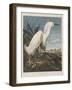 Illustration from 'Birds of America', 1827-38-John James Audubon-Framed Giclee Print